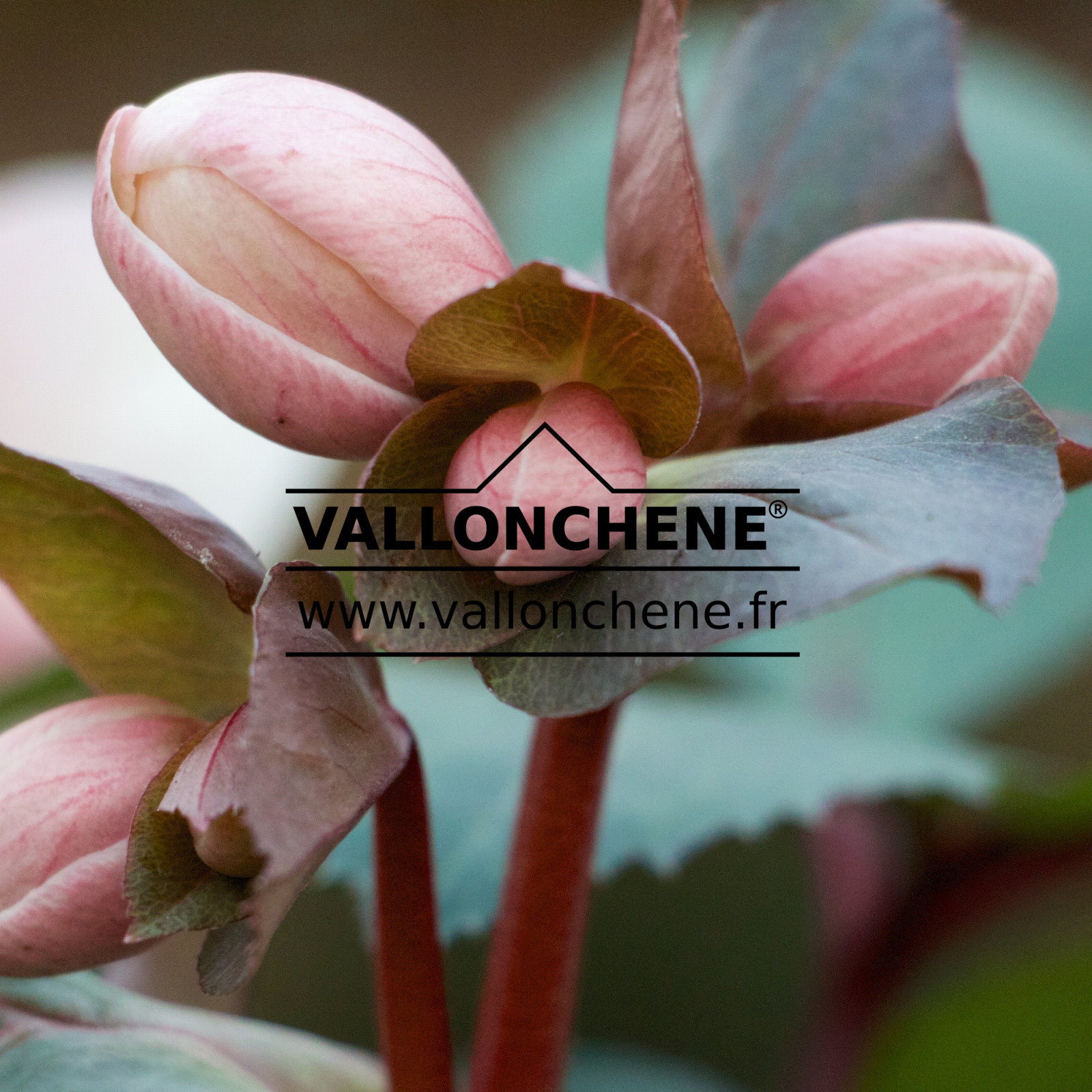 HELLEBORUS niger ‘Pink Frost’ en Janvier