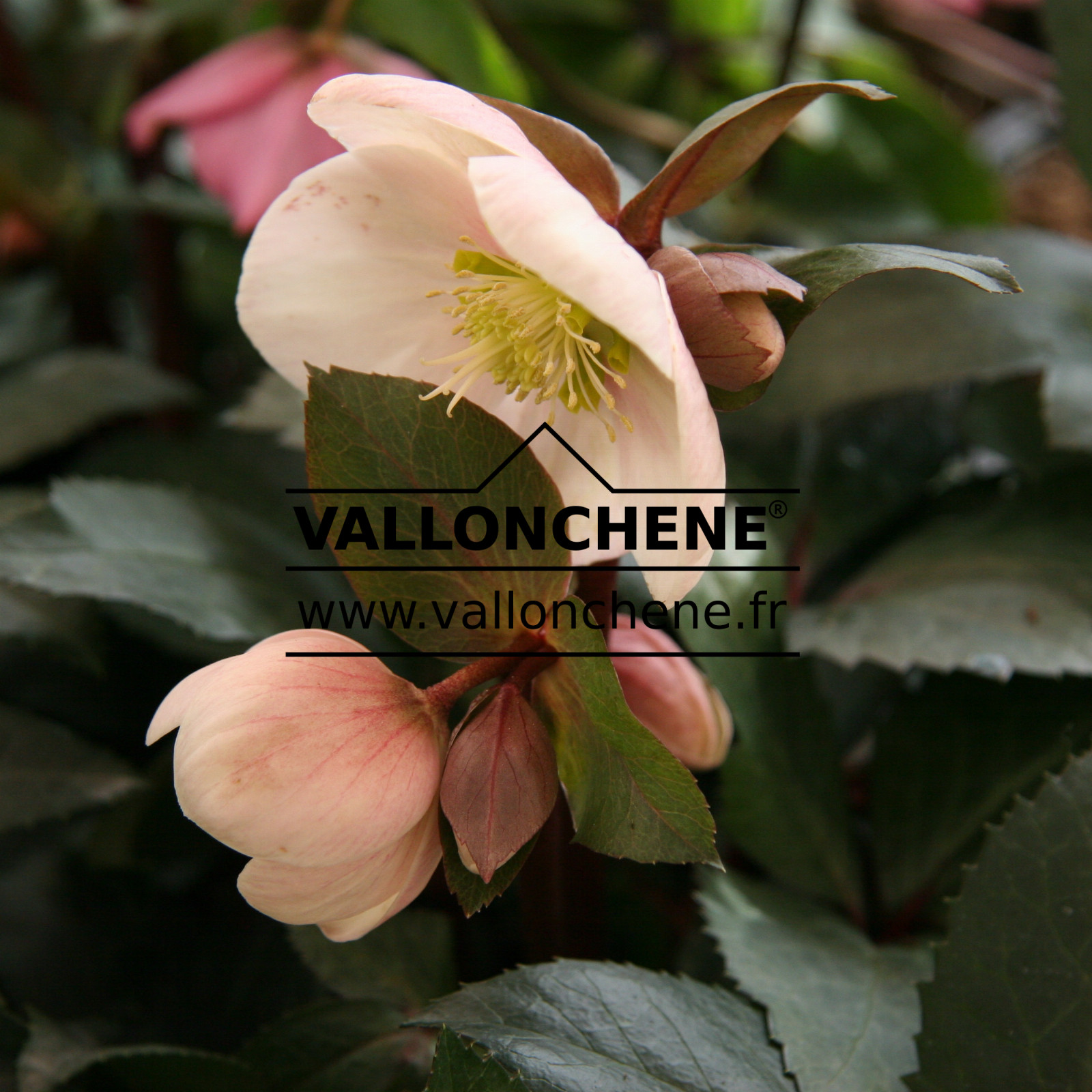 HELLEBORUS niger 'Pink Frost' en Janvier