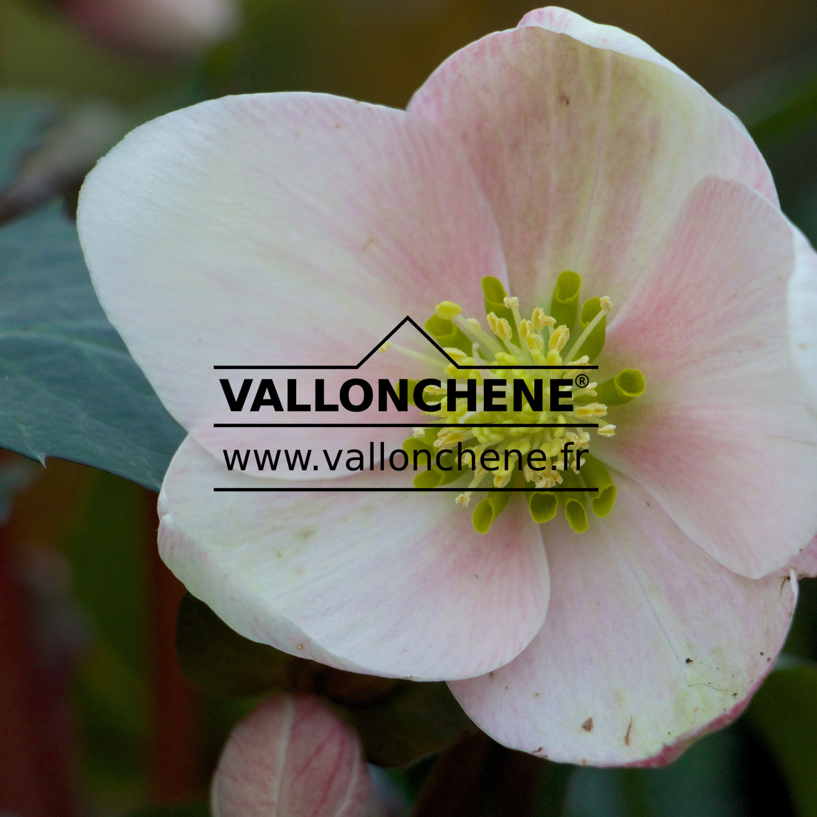 HELLEBORUS niger ‘Pink Frost’ en Janvier