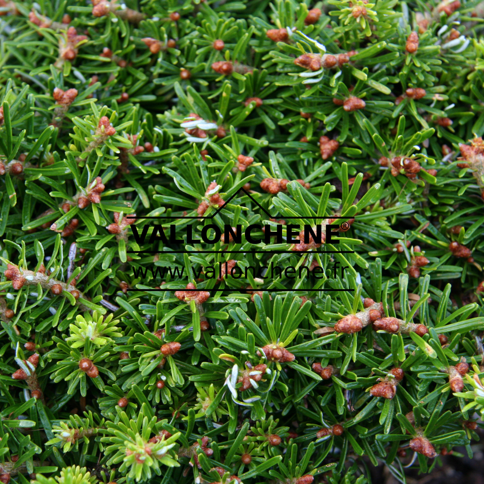 ABIES koreana ‚Nadelkissen‘ en Octobre