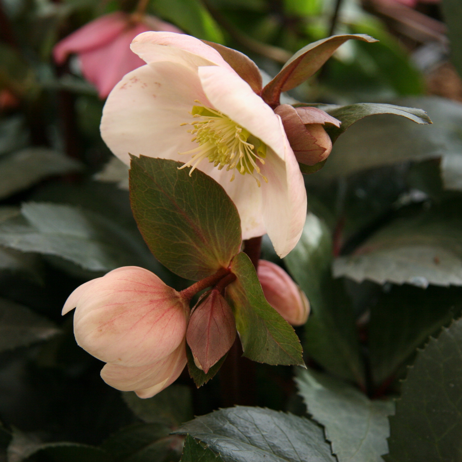 HELLEBORUS niger 'Pink Frost' en Janvier