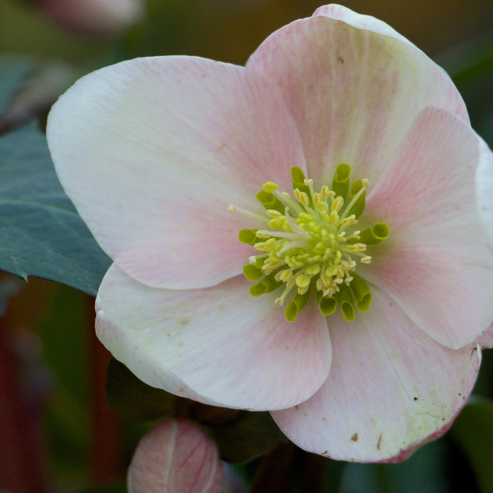 HELLEBORUS niger ‚Pink Frost‘ en Janvier