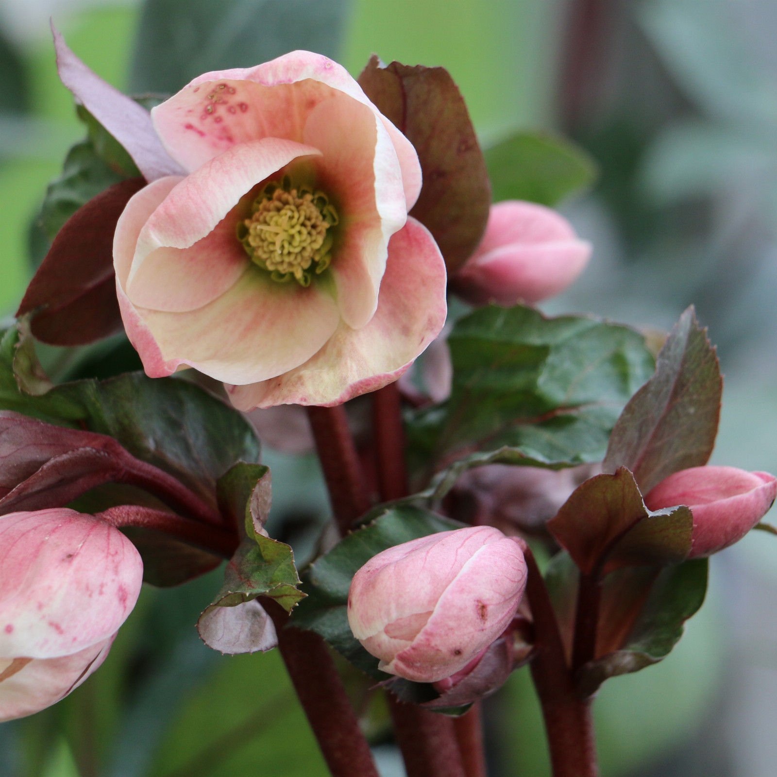 HELLEBORUS niger ‚Pink Frost‘ en Février