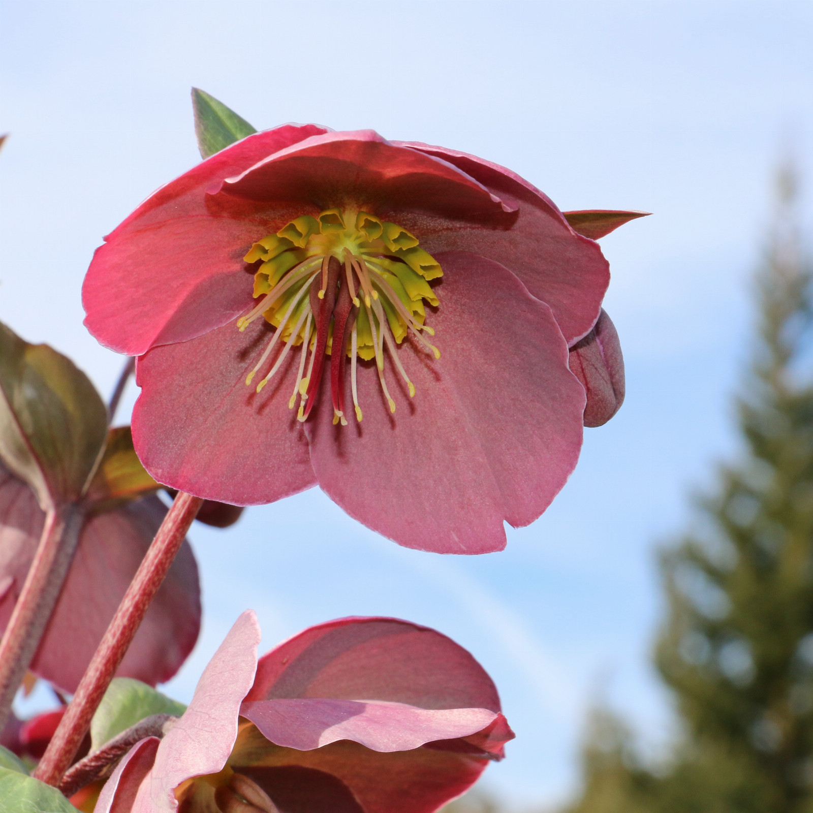HELLEBORUS ‘Penny’s Pink’ en Mars