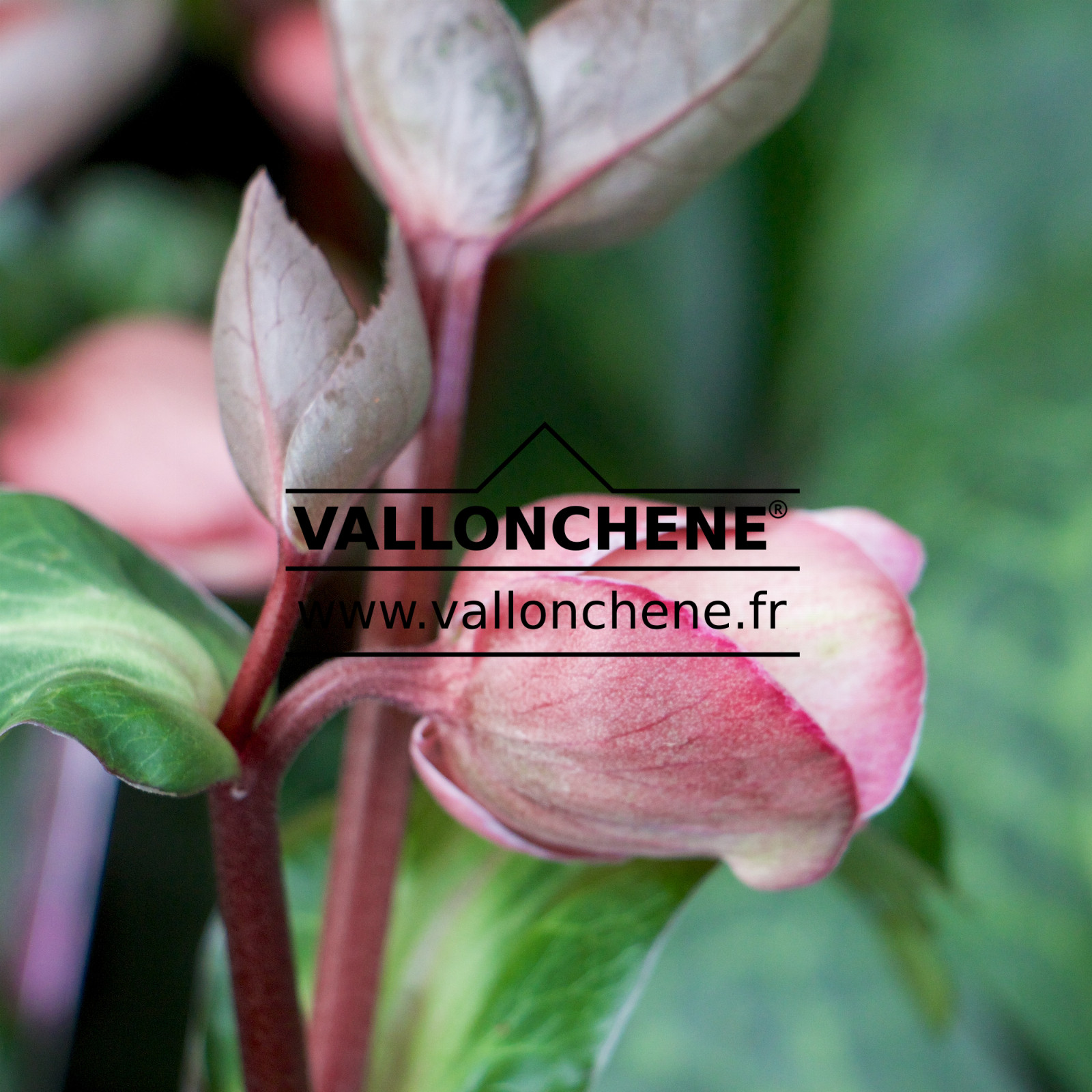 HELLEBORUS ‘Penny’s Pink’ en Janvier