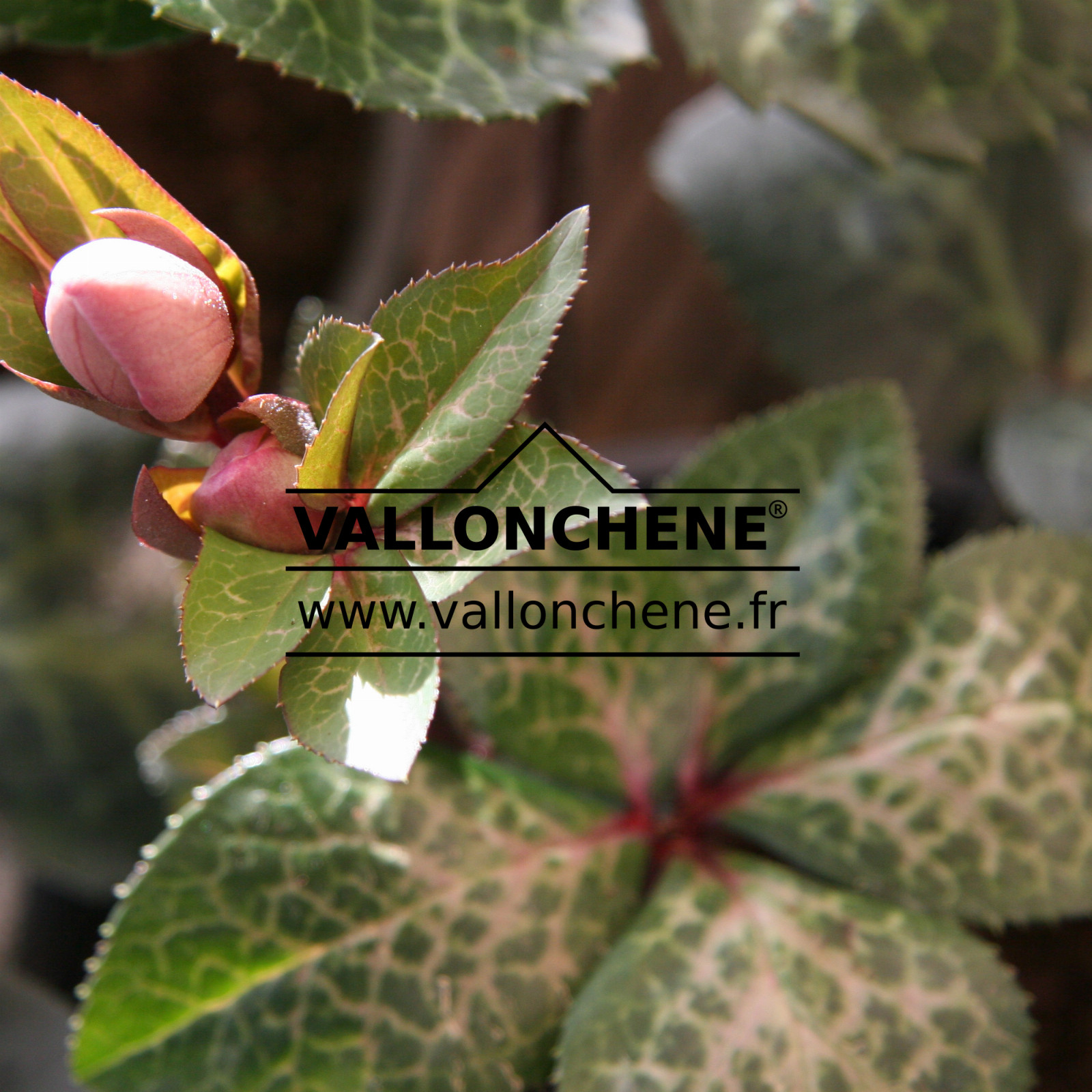 HELLEBORUS ‘Penny’s Pink’ en Janvier