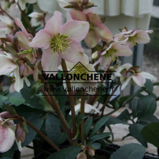 HELLEBORUS x nigercors 'Emma' en Janvier