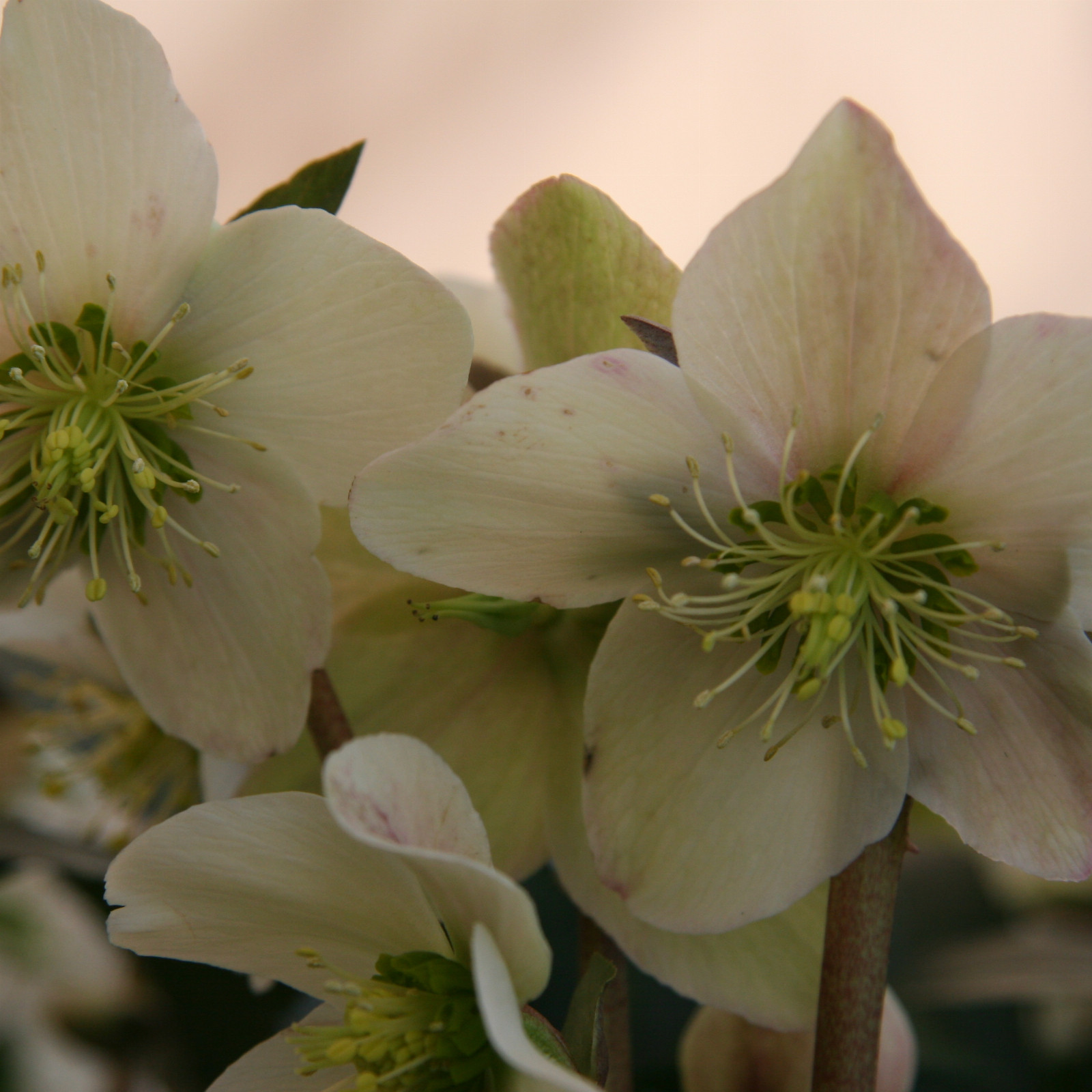 HELLEBORUS x nigercors ‘Emma’ en Janvier