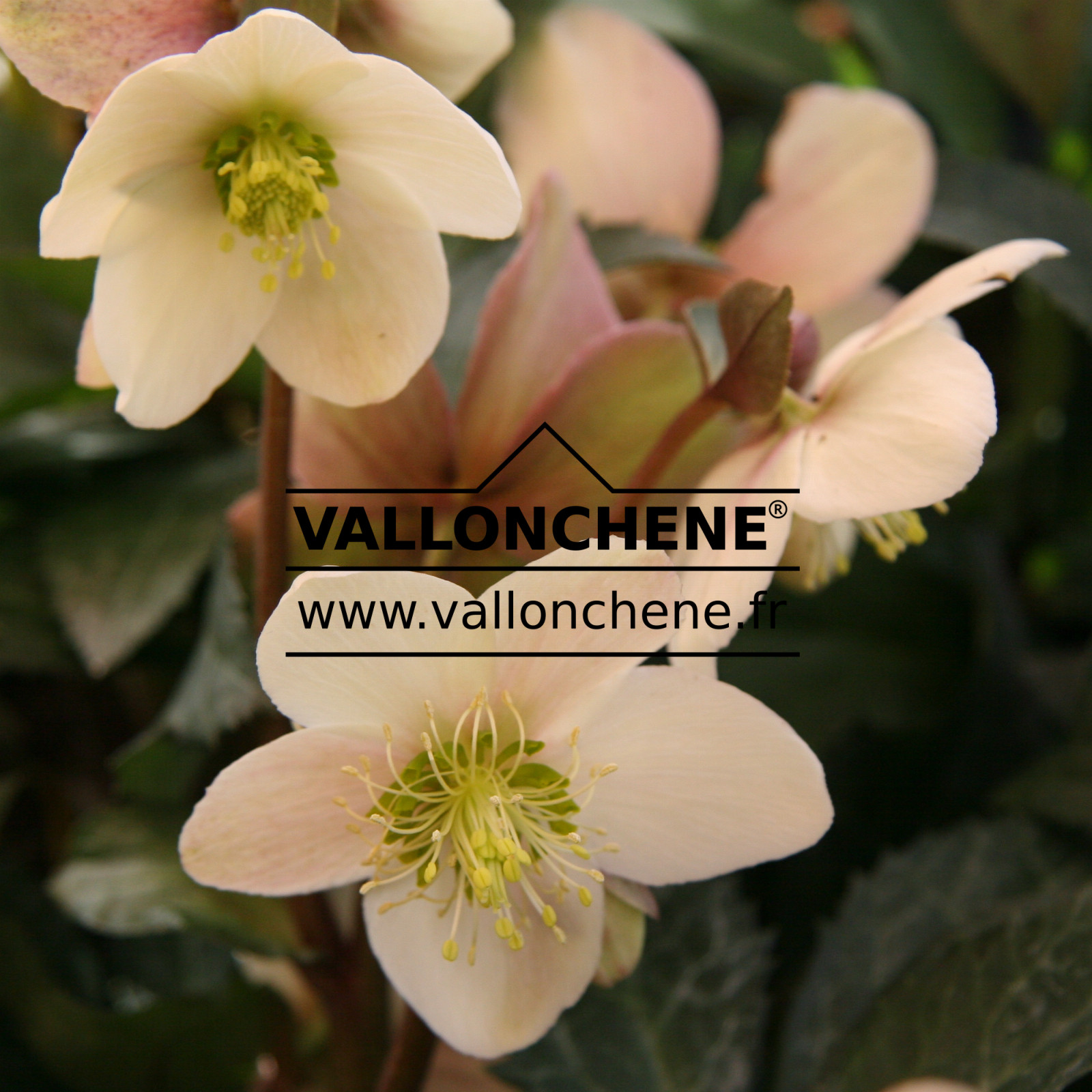 HELLEBORUS x nigercors ‘Emma’ en Janvier