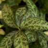 HELLEBORUS x nigercors 'Magic Leaves' en Janvier