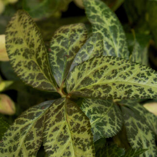 HELLEBORUS x nigercors 'Magic Leaves' en Janvier