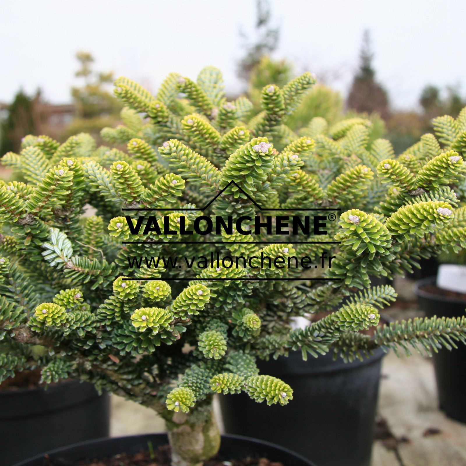 ABIES koreana ‚Oberon‘ en Avril