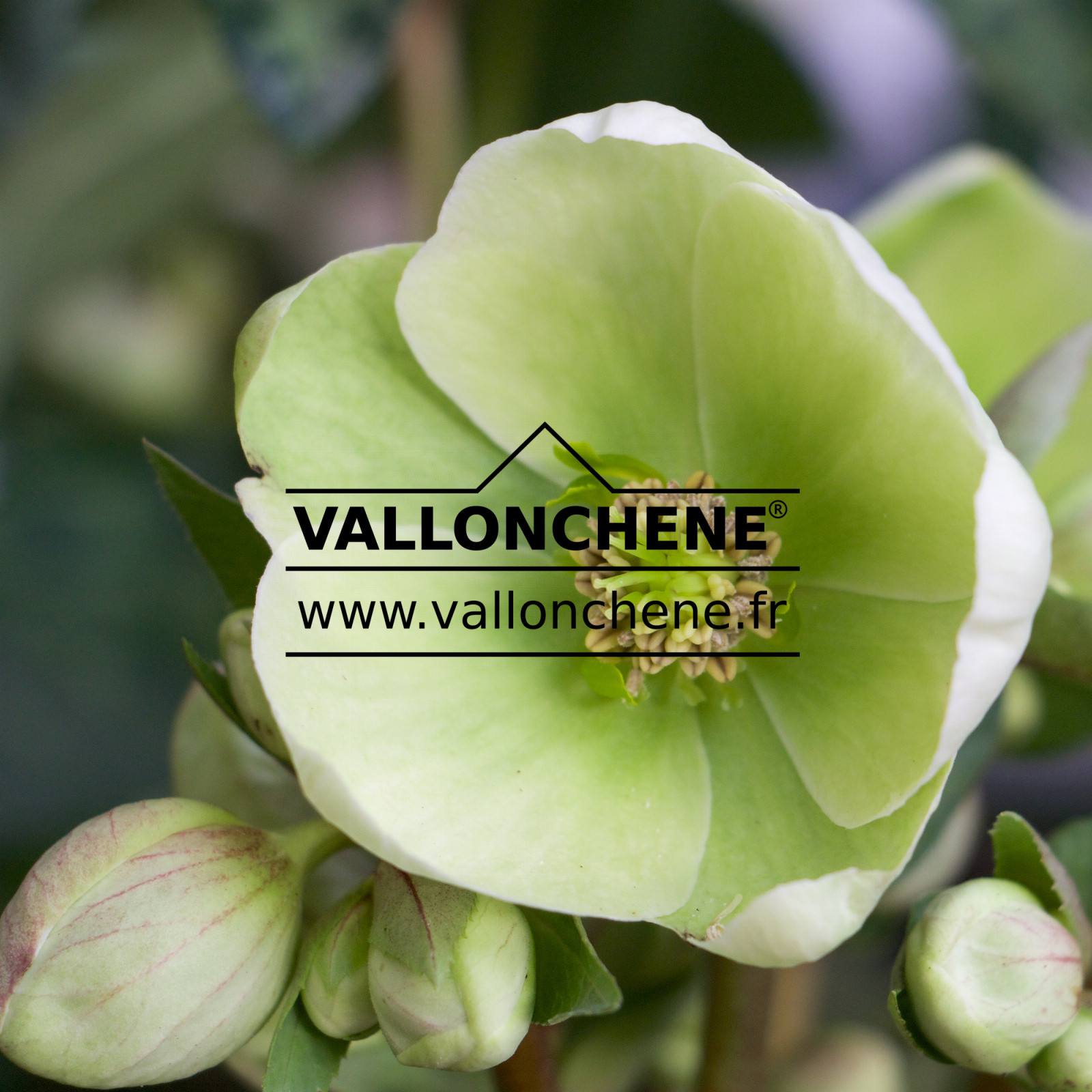 HELLEBORUS x nigercors ‚Magic Leaves‘ en Janvier