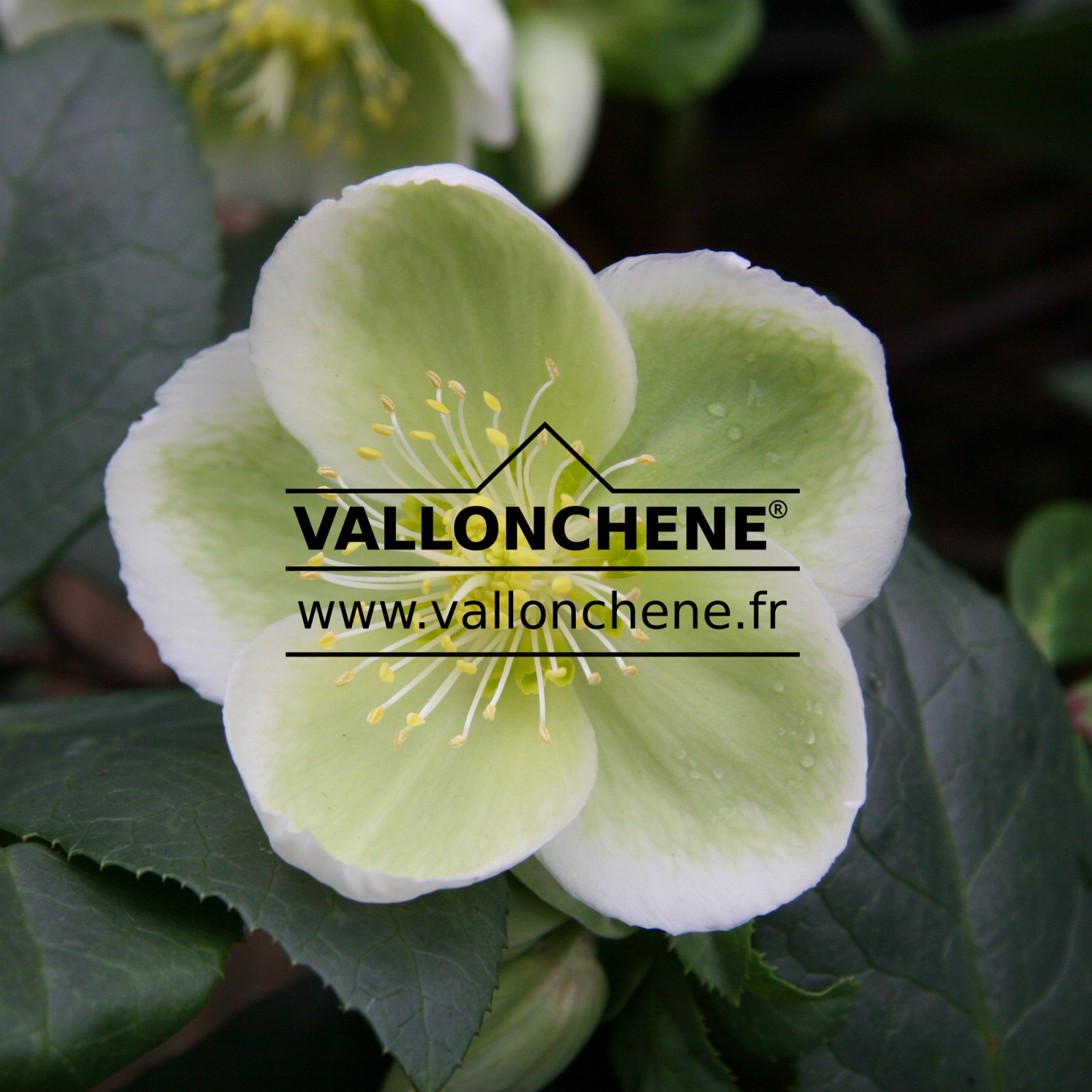 HELLEBORUS x nigercors ‚Royal Sofia‘ en Janvier