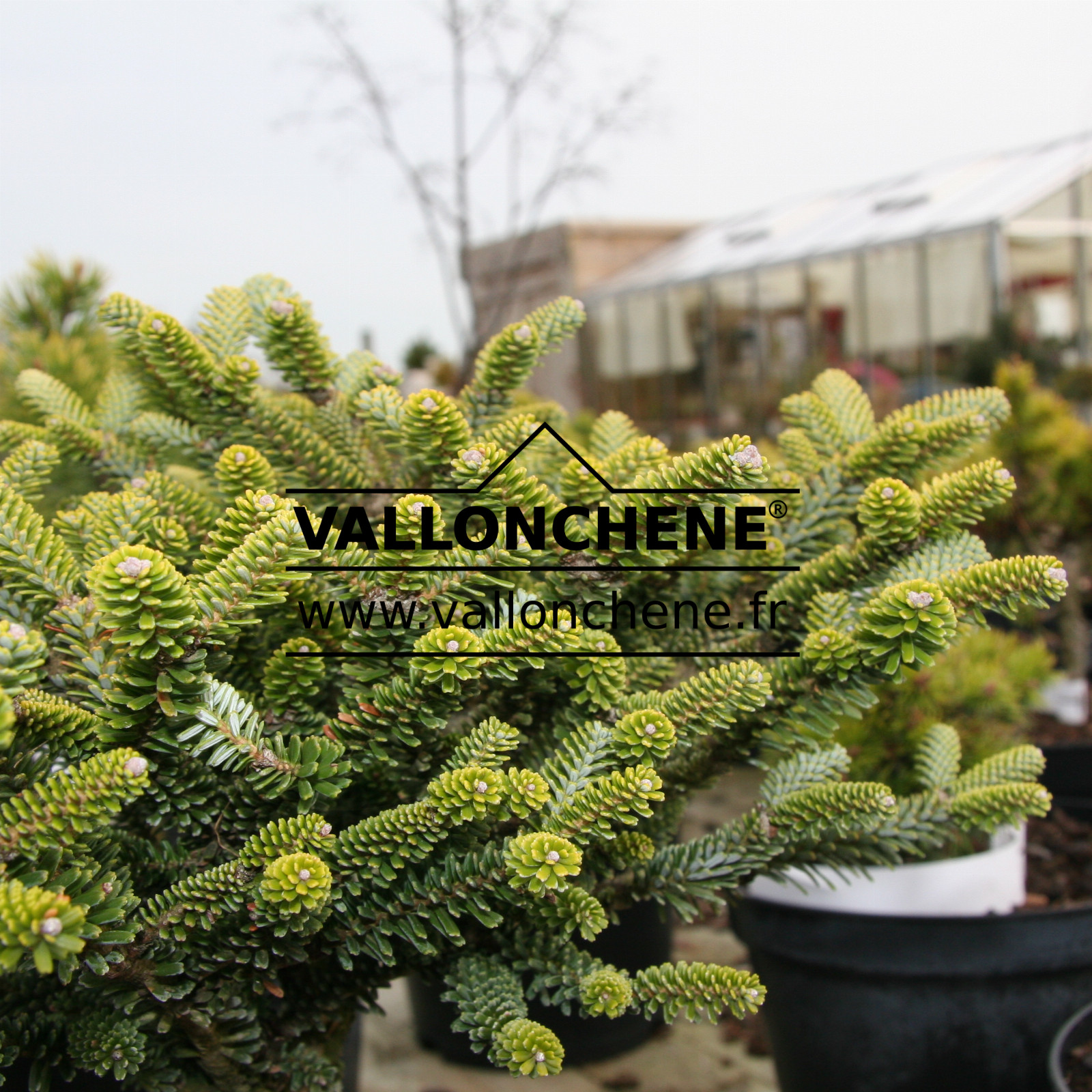 ABIES koreana ‚Oberon‘ en Avril