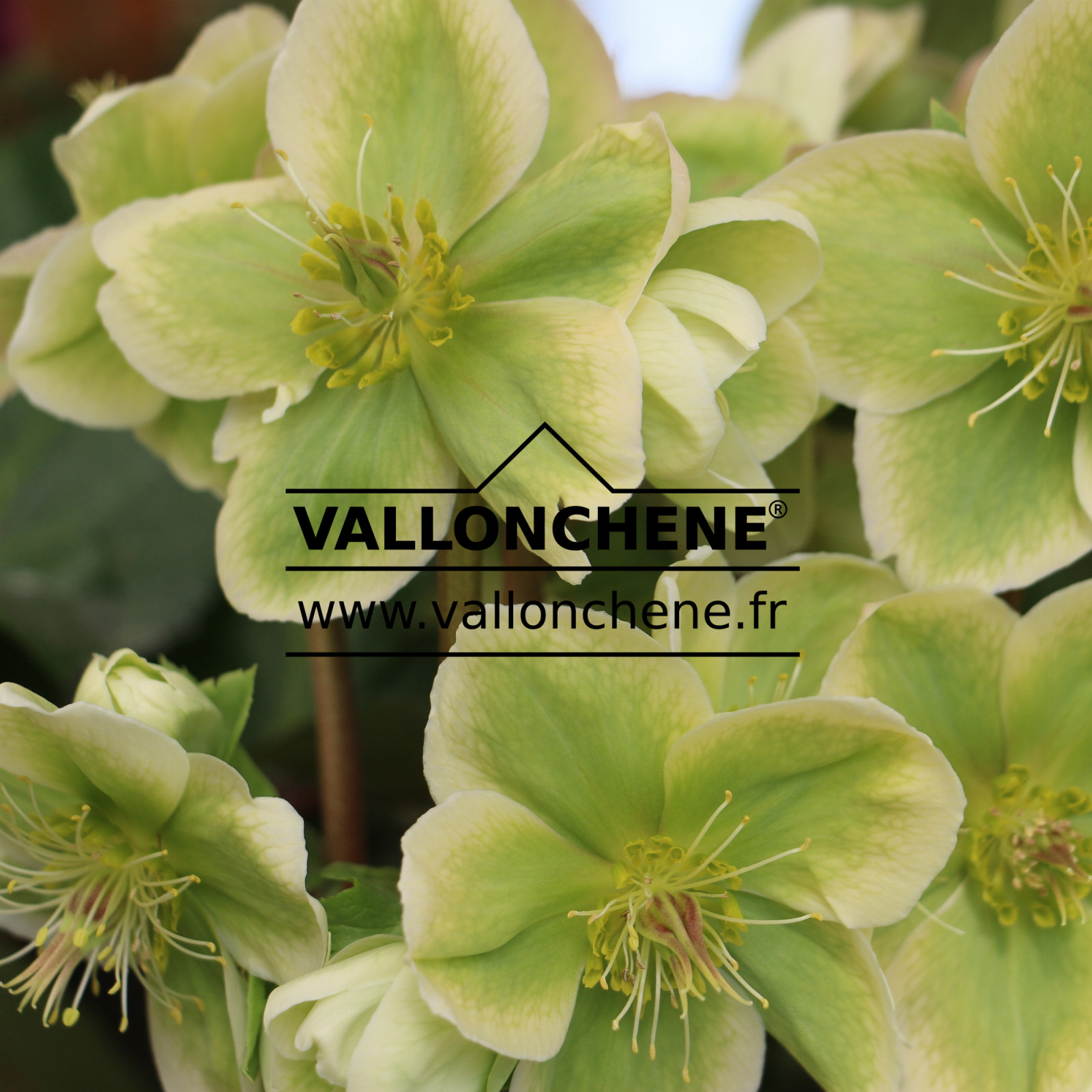 HELLEBORUS x nigercors 'Royal Sofia' en Mars