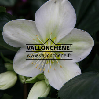 HELLEBORUS x nigercors 'Snow Love' en Janvier