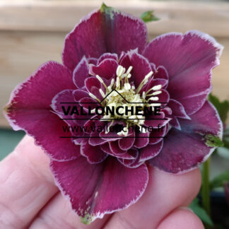 HELLEBORUS x orientalis anemone 'Aubergine with White Edge' (aubergine avec bord blanc) en Janvier