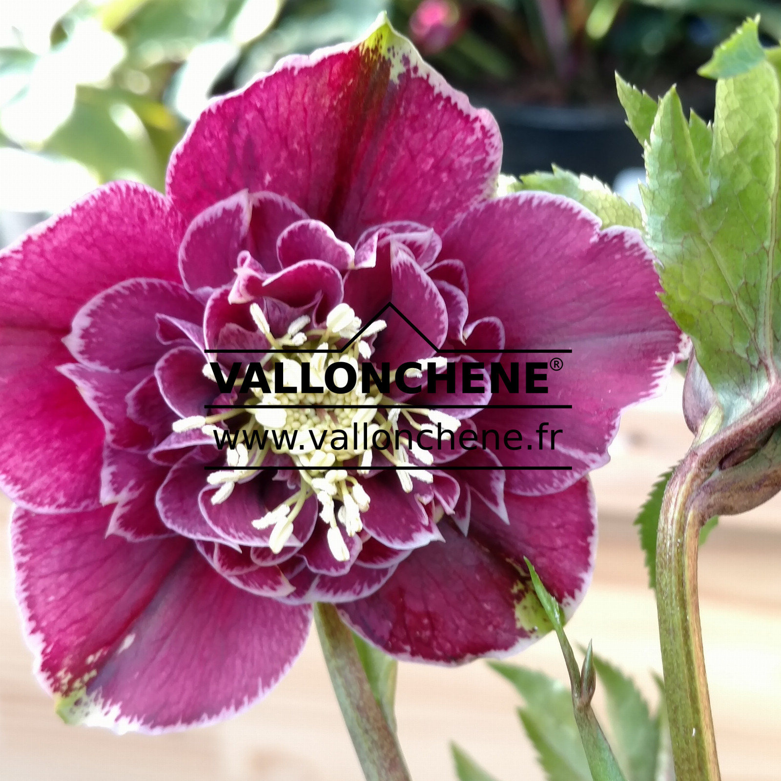 HELLEBORUS x orientalis anemone 'Aubergine with White Edge' (aubergine avec bord blanc) en Janvier