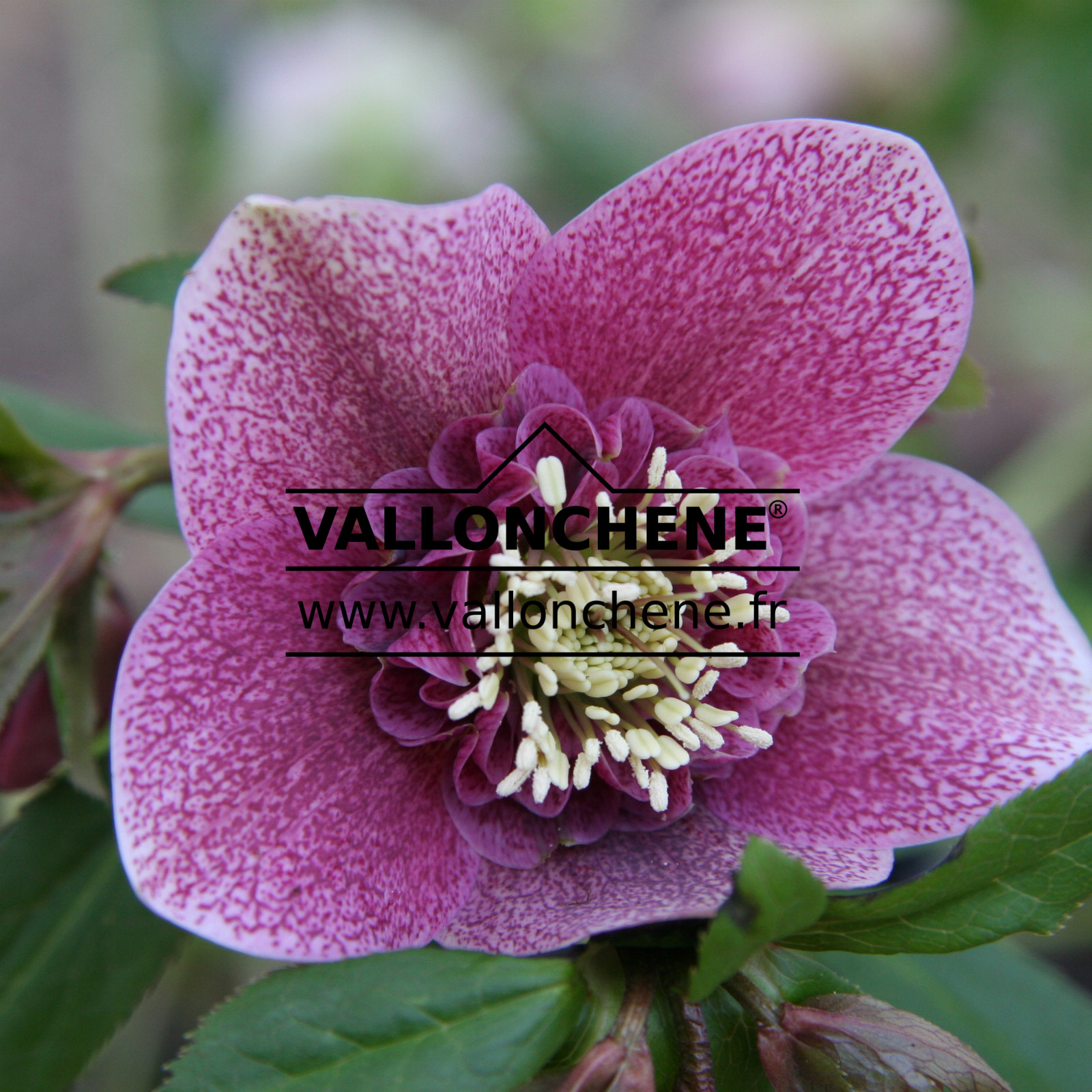 HELLEBORUS x orientalis anemone ‘Mélange’