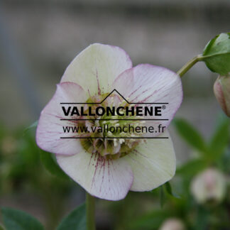 HELLEBORUS x orientalis anemone 'Picotee' en Janvier