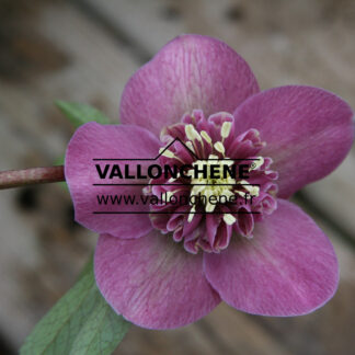 HELLEBORUS x orientalis anemone 'Pink' (rose) en Janvier