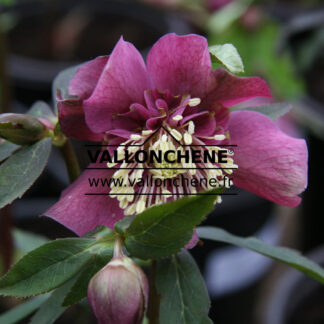 HELLEBORUS x orientalis anemone 'Red' (rouge) en Janvier