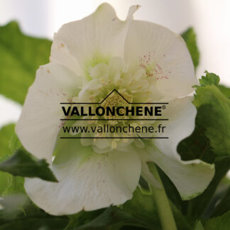 HELLEBORUS x orientalis anemone 'White' en Janvier