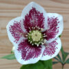 HELLEBORUS x orientalis anemone ‘White Spotted’ (blanc moucheté) en Janvier