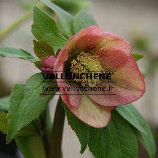 HELLEBORUS x orientalis 'Apricot' (abricot) en Février