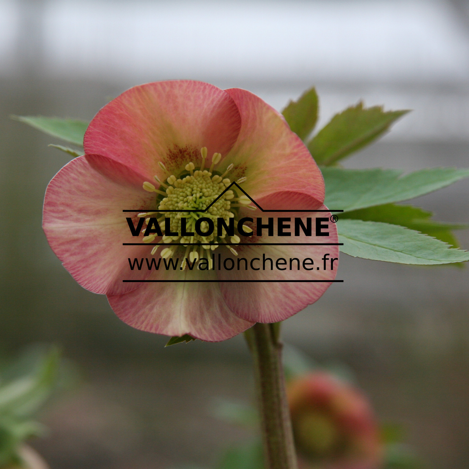 HELLEBORUS x orientalis 'Apricot' (abricot) en Février