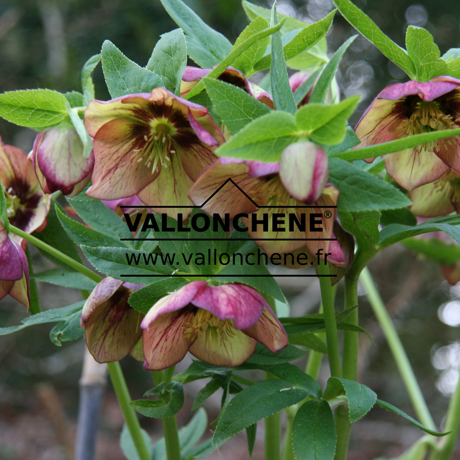 HELLEBORUS x orientalis ‘Apricot’ (abricot) en Mars