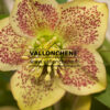 HELLEBORUS x orientalis 'Apricot Spotted' (abricot moucheté) en Janvier