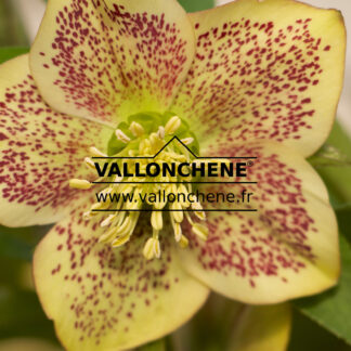 HELLEBORUS x orientalis 'Apricot Spotted' (abricot moucheté) en Janvier