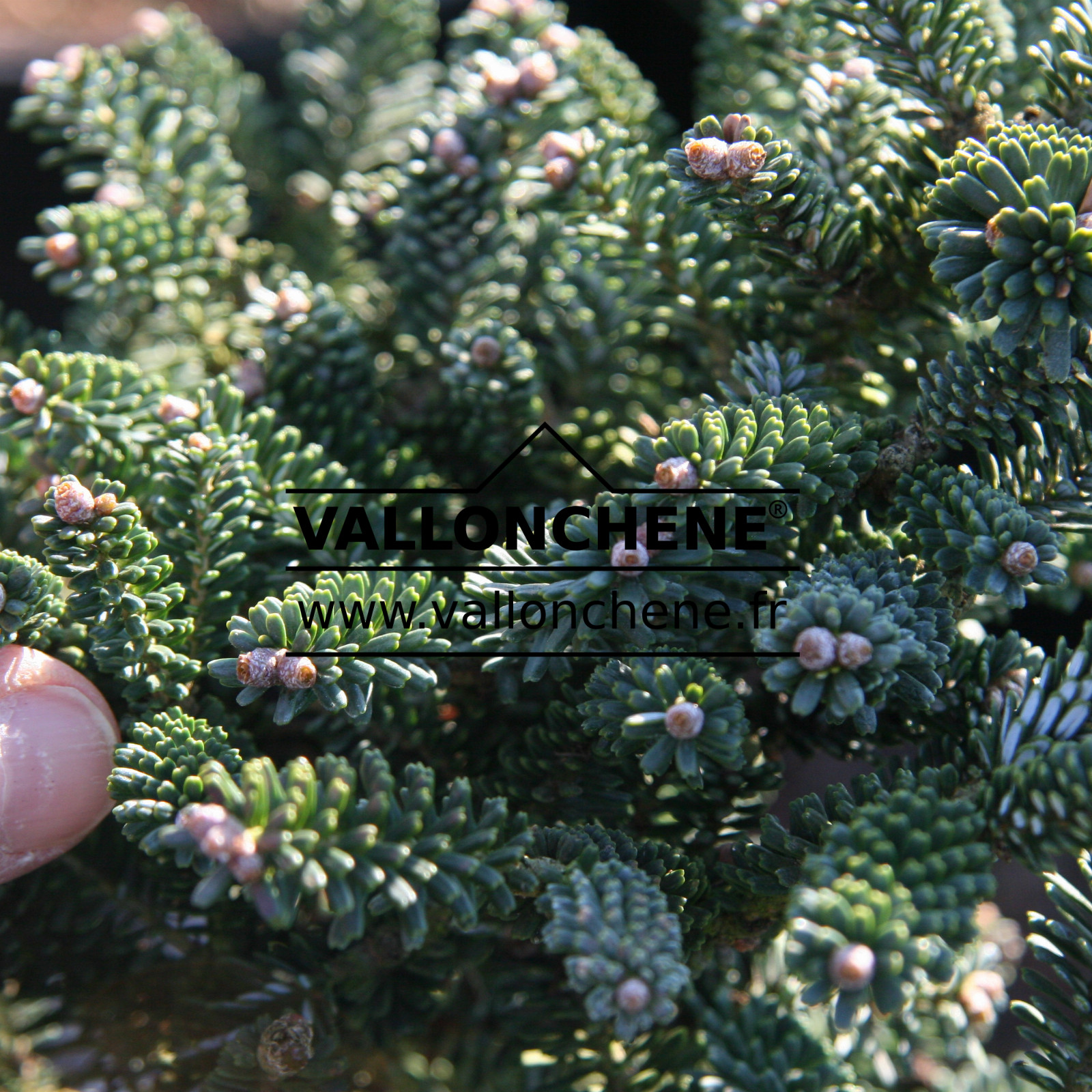 ABIES koreana 'Oberon' en Février