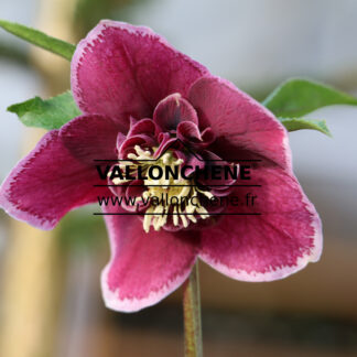 HELLEBORUS x orientalis 'Aubergine with White Edge' (aubergine avec bord blanc) en Janvier