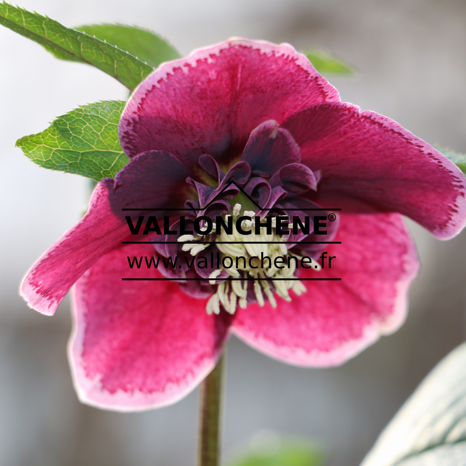 HELLEBORUS x orientalis ‘Aubergine with White Edge’ (aubergine avec bord blanc) en Janvier