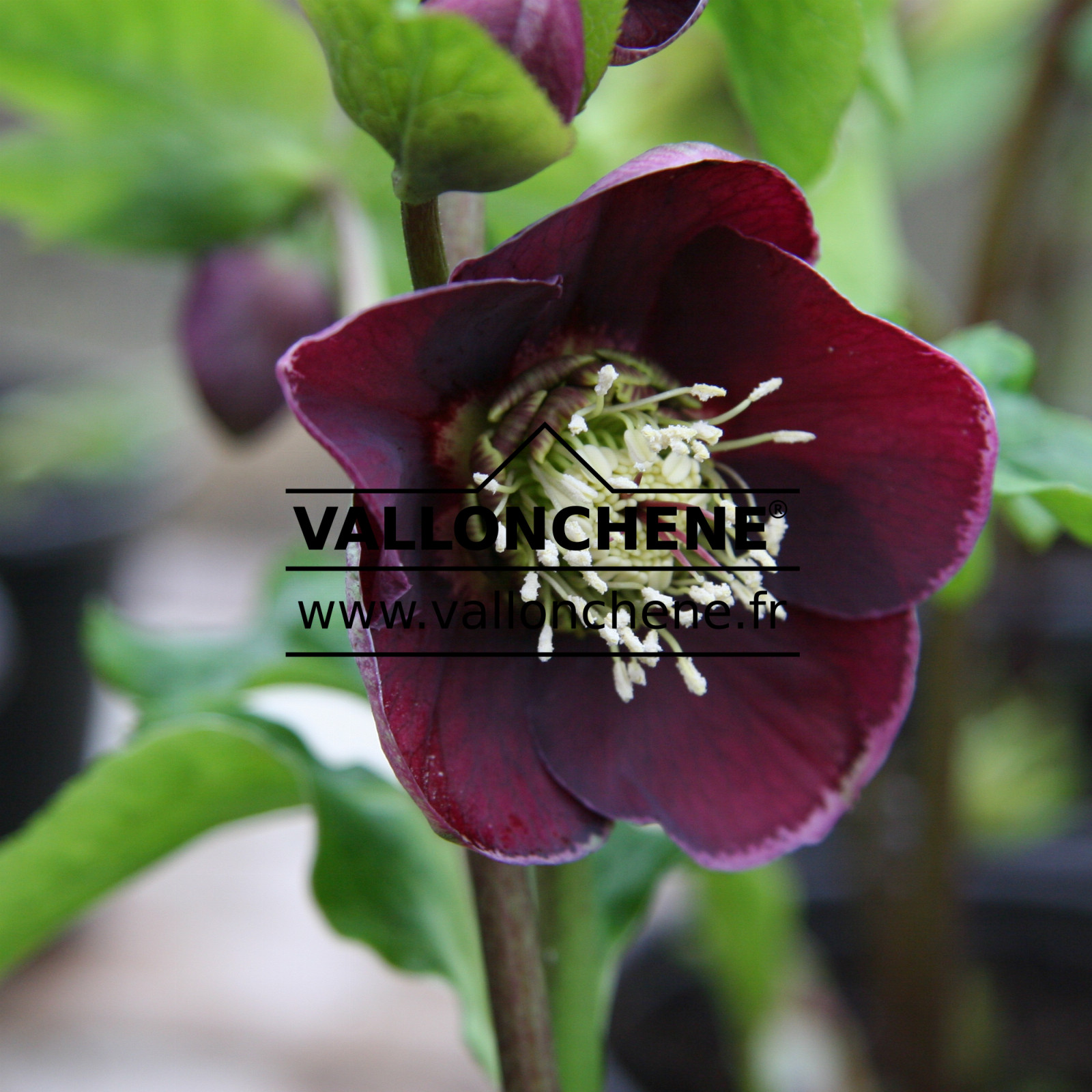 HELLEBORUS x orientalis 'Aubergine with White Edge' (aubergine avec bord blanc) en Janvier