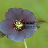 HELLEBORUS x orientalis ‚Black‘ (noir) en Mars