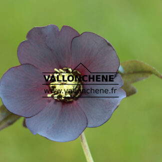 HELLEBORUS x orientalis 'Black' (noir) en Mars