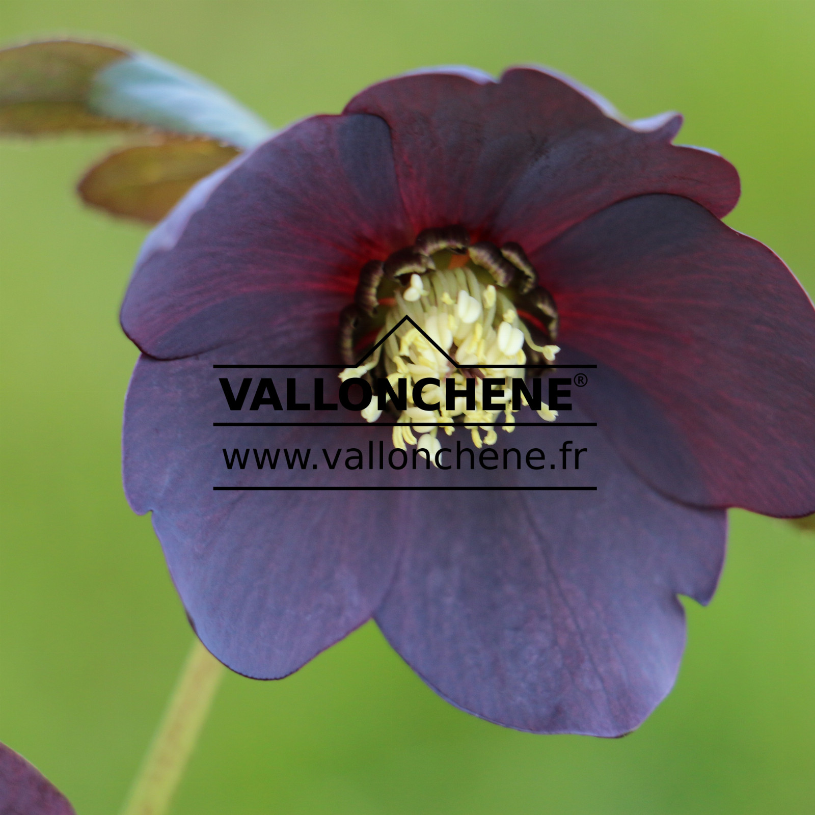 HELLEBORUS x orientalis ‚Black‘ (noir) en Mars