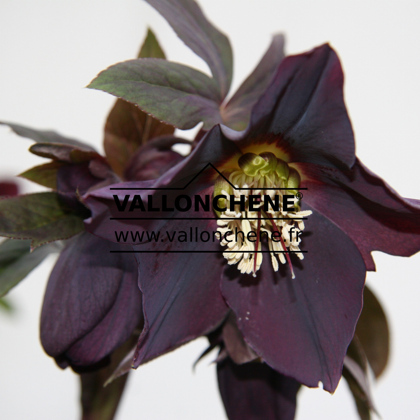 HELLEBORUS x orientalis ‘Dark’ (sombre)