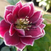 HELLEBORUS x orientalis 'Double Aubergine with White Edge' (double aubergine bord blanc) en Janvier