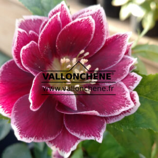 HELLEBORUS x orientalis 'Double Aubergine with White Edge' (double aubergine bord blanc) en Janvier