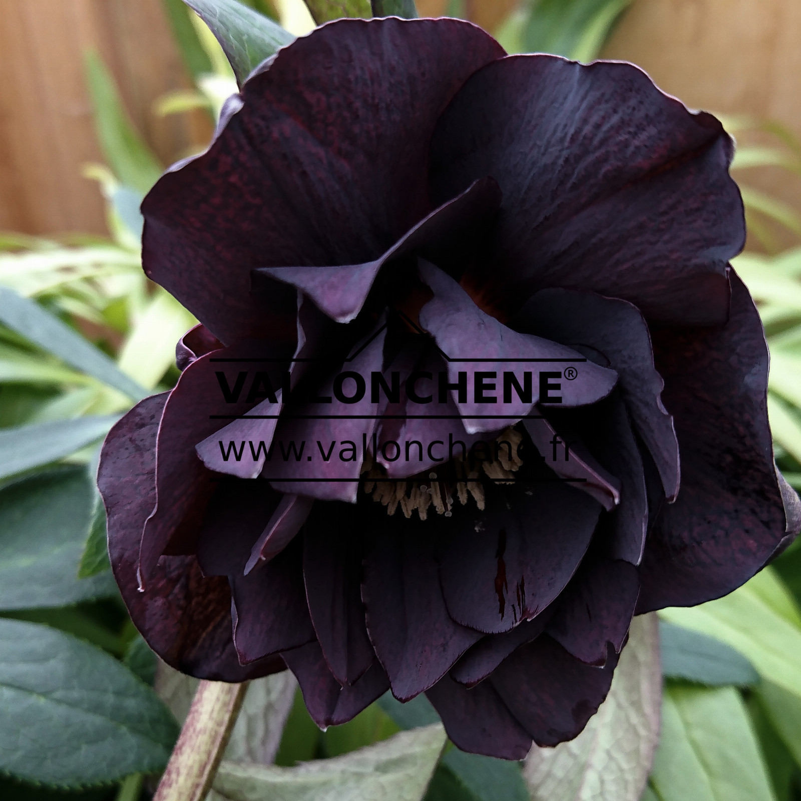HELLEBORUS x orientalis ‘Double Black’ (double noir) en Novembre