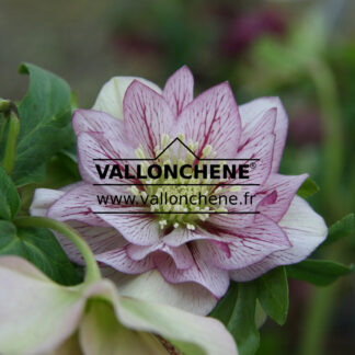 HELLEBORUS x orientalis 'Double Picotee' fleurs doubles picotees en Janvier