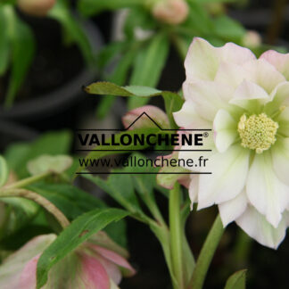 HELLEBORUS x orientalis 'Double Pink' (fleurs doubles roses') en Janvier