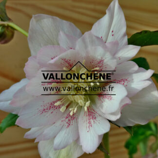 HELLEBORUS x orientalis 'Double Pink Spotted' (double blanc moucheté) en Janvier