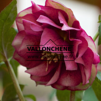 HELLEBORUS x orientalis 'Double Red' (fleurs doubles rouges) en Janvier