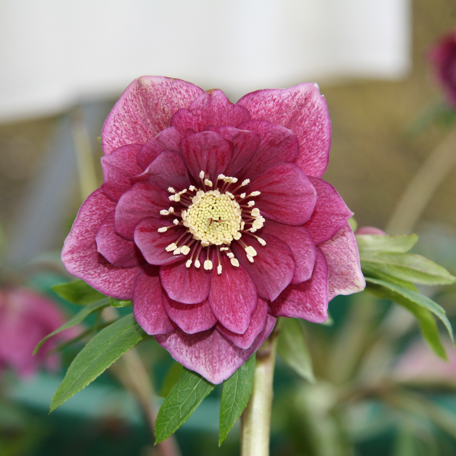 HELLEBORUS x orientalis 'Double Red' (fleurs doubles rouges) en Janvier